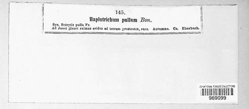 Haplotrichum pullum image